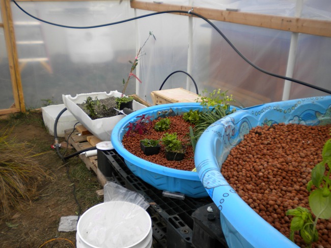 Aquaponics 002.jpg