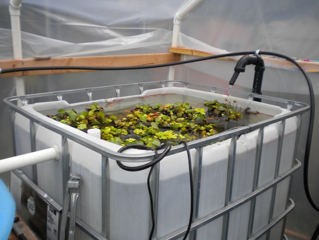 Aquaponics 003.jpg
