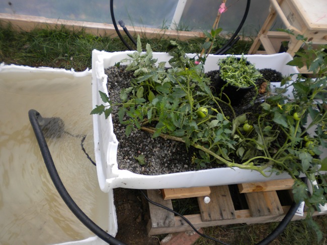 Aquaponics 007.jpg
