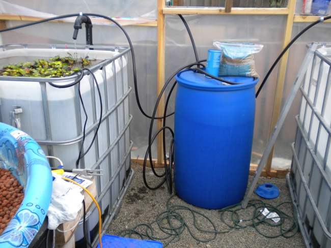 Aquaponics 008.jpg