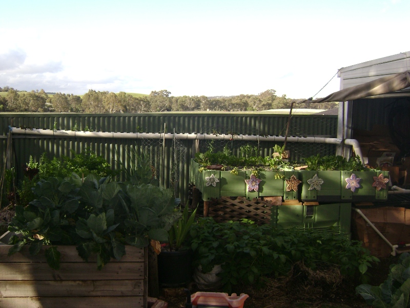 aquaponics6weeks 001.jpg