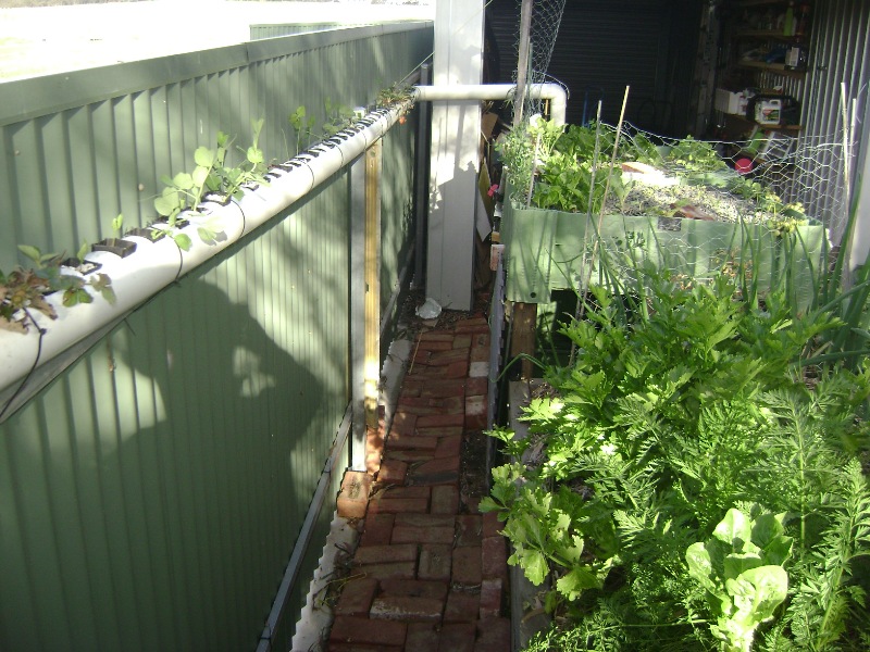 aquaponics6weeks 002.jpg