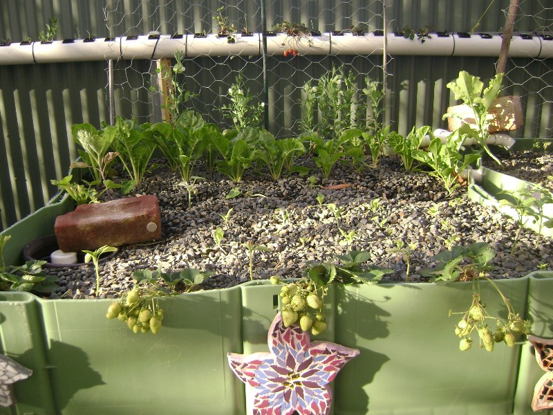 aquaponics6weeks 003.jpg