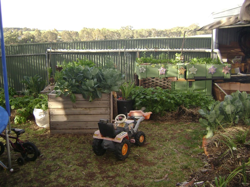 aquaponics6weeks 006.jpg