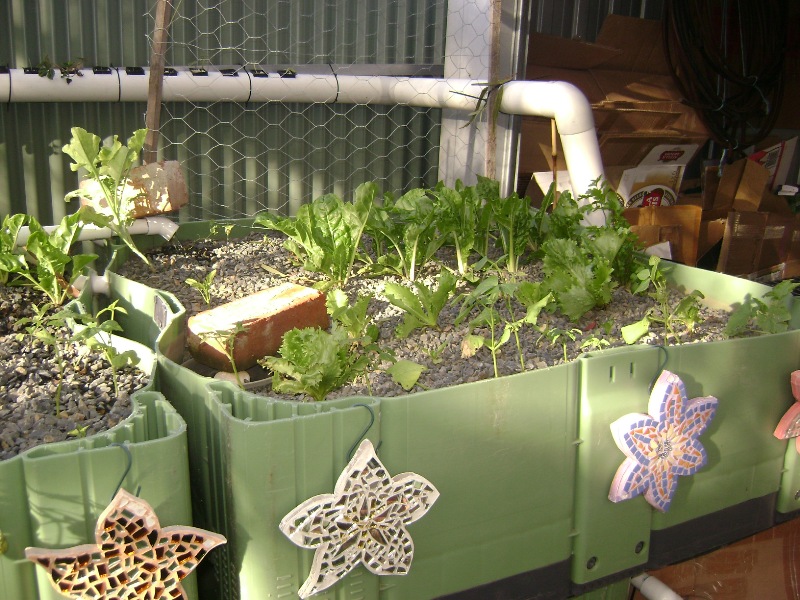 aquaponics6weeks 004.jpg