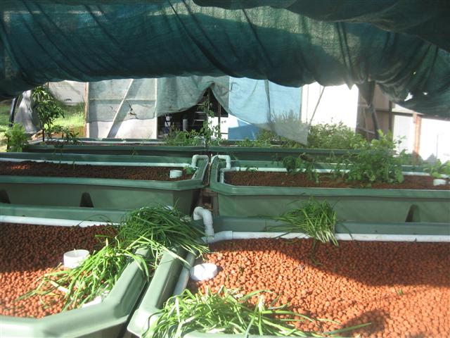 cyclone domino 003 (Small).jpg