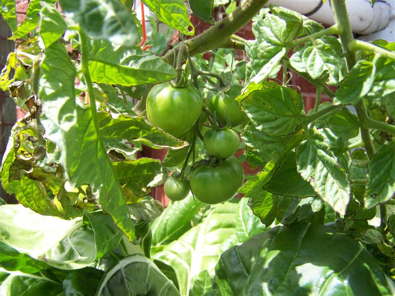 100_3647 (Medium).JPG