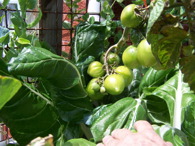 100_3646 (Medium).JPG