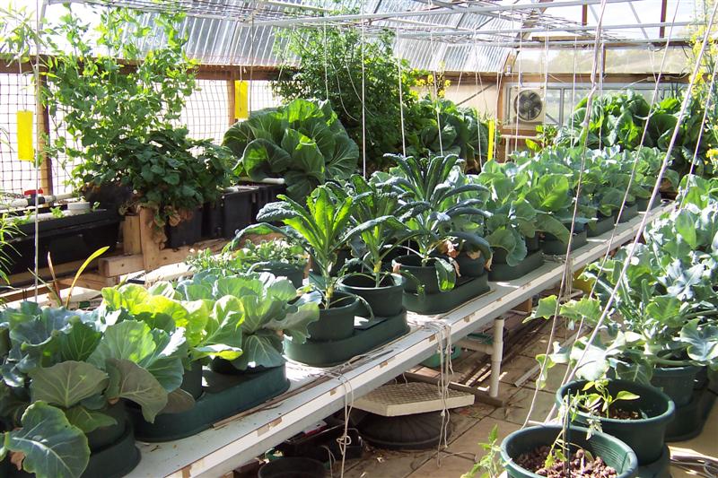 Plant Growth 261009 (Medium).JPG