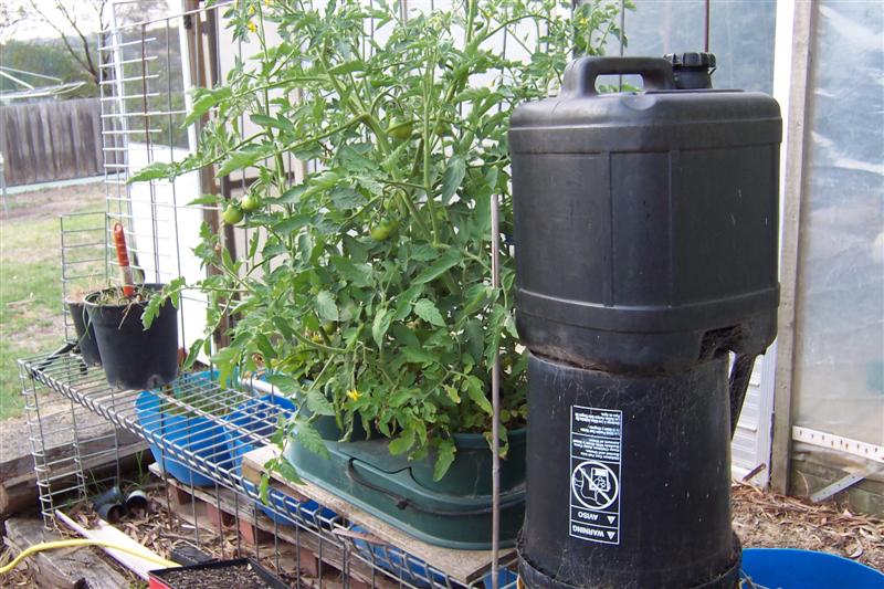 Hydro tom's in auto pot out side..JPG