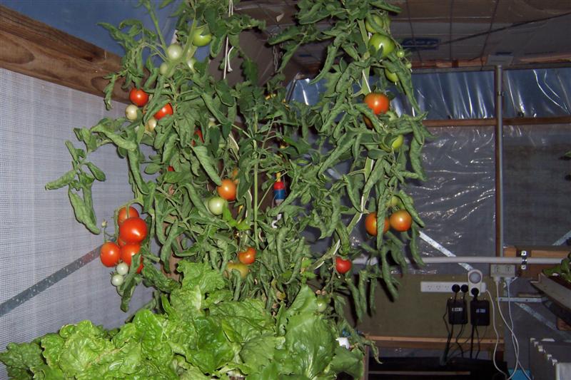 AP tom's greaat Flavor.JPG