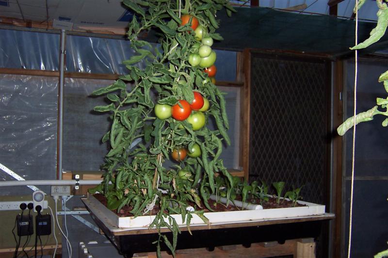 AP toms in 150mm grow bed..JPG