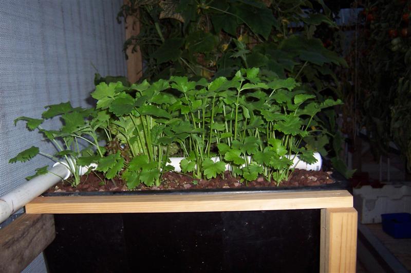 Look at parsnips root is as good.JPG