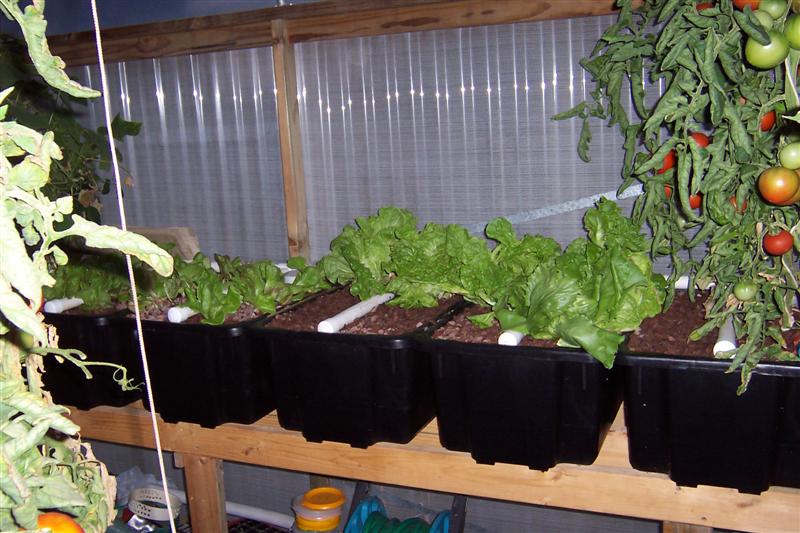 Letuce to be re planted hard to keep up..JPG