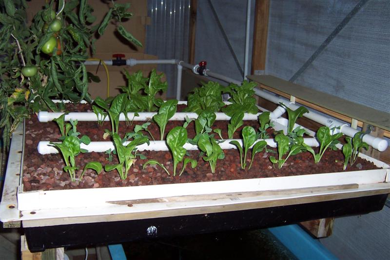 Silver Beet and snow peas in 150mm grow bed.JPG
