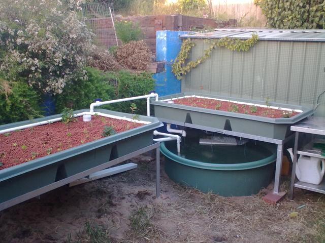 aquaponic1.jpg