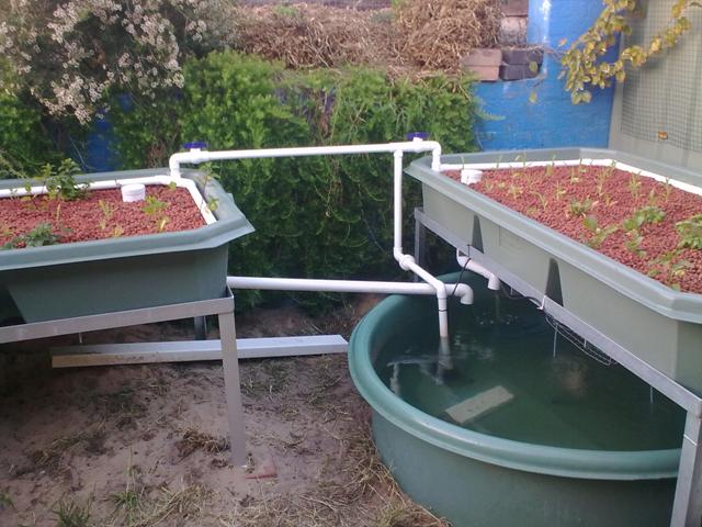 aquaponic2.jpg