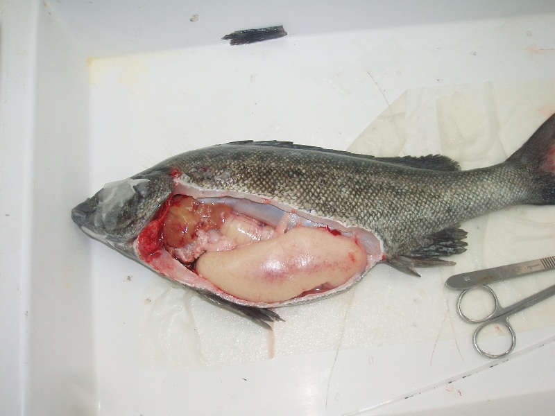 Siver Perch showing ovary full of eggs.JPG