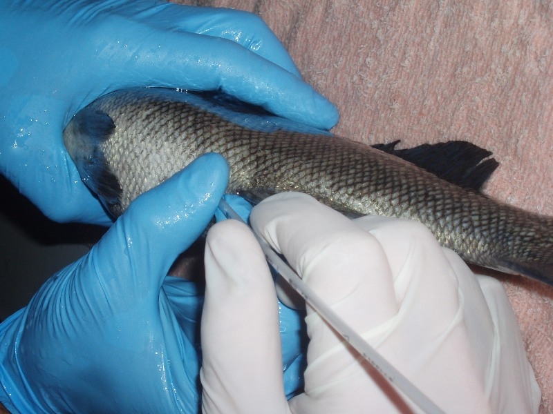 cannulating to check egg size.JPG