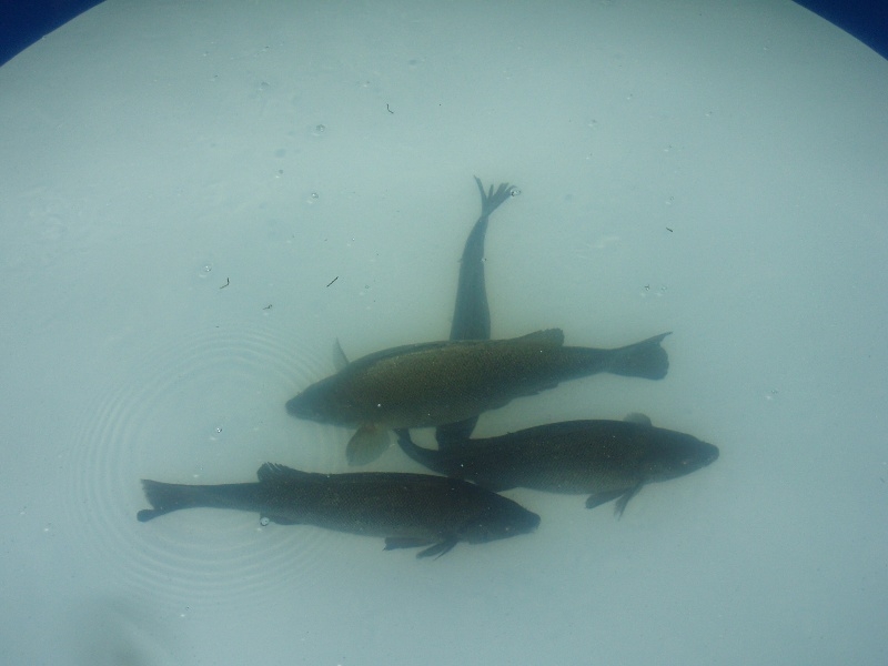 Silver Perch Broodstock Spawning.JPG