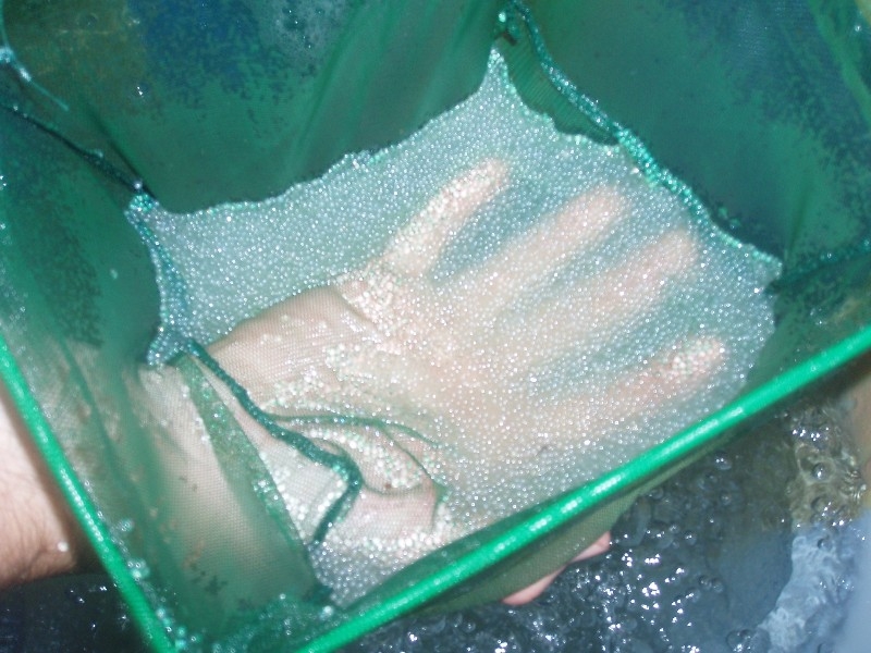 No not diamonds Silver Perch eggs by the thousands.JPG