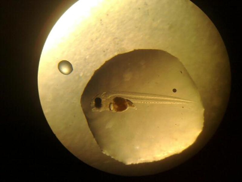 7 day old Silver Perch with gut full of Artemia.JPG
