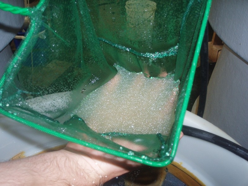 silver perch eggs 004.JPG