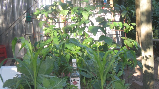 losing the bottle.jpg