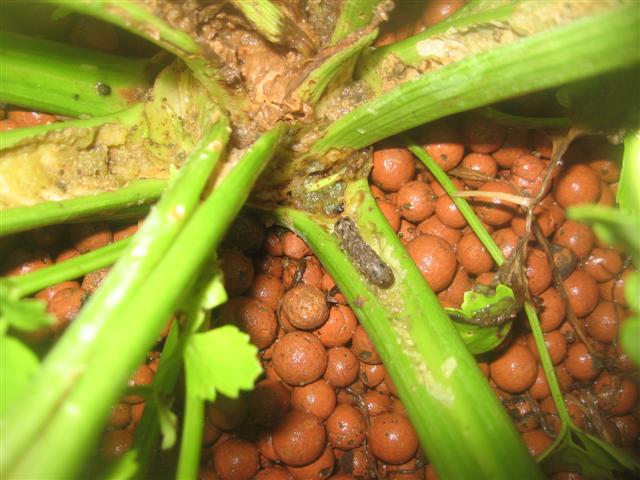 3 november 2009....garden gone to shit 001 (Small).jpg