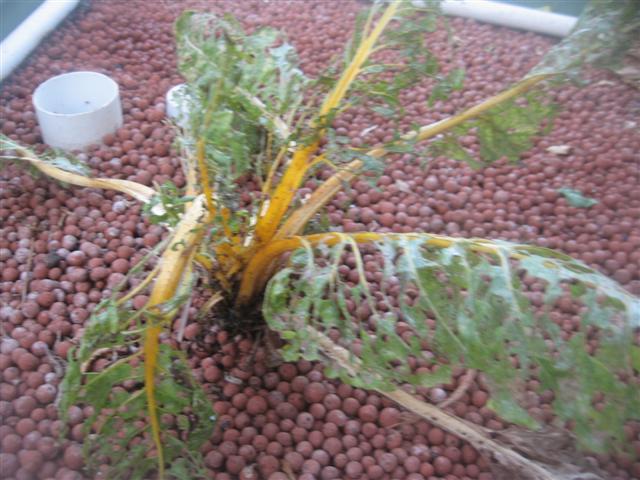 3 november 2009....garden gone to shit 006 (Small).jpg