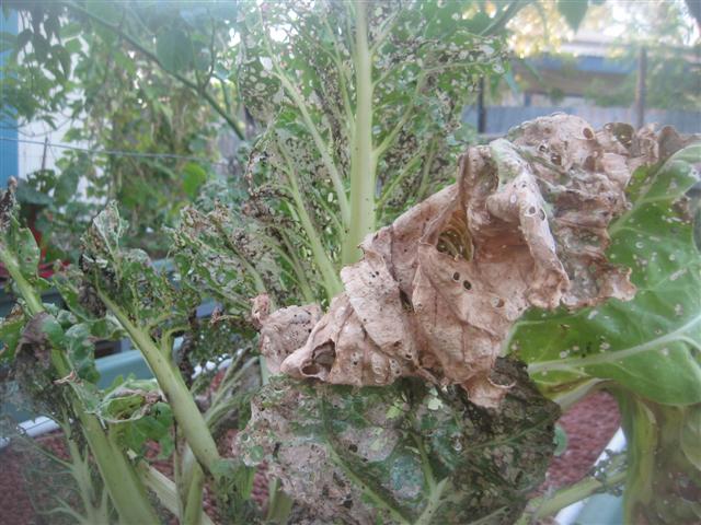 3 november 2009....garden gone to shit 009 (Small).jpg