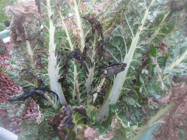 3 november 2009....garden gone to shit 010 (Small).jpg