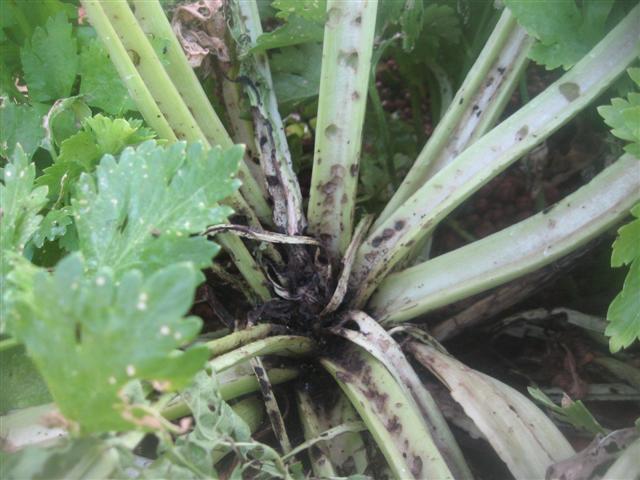 3 november 2009....garden gone to shit 013 (Small).jpg