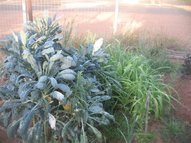 3 november 2009....garden gone to shit 003 (Small) (Small).jpg