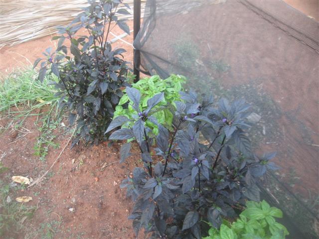 3 november 2009....garden gone to shit 005 (Small).jpg