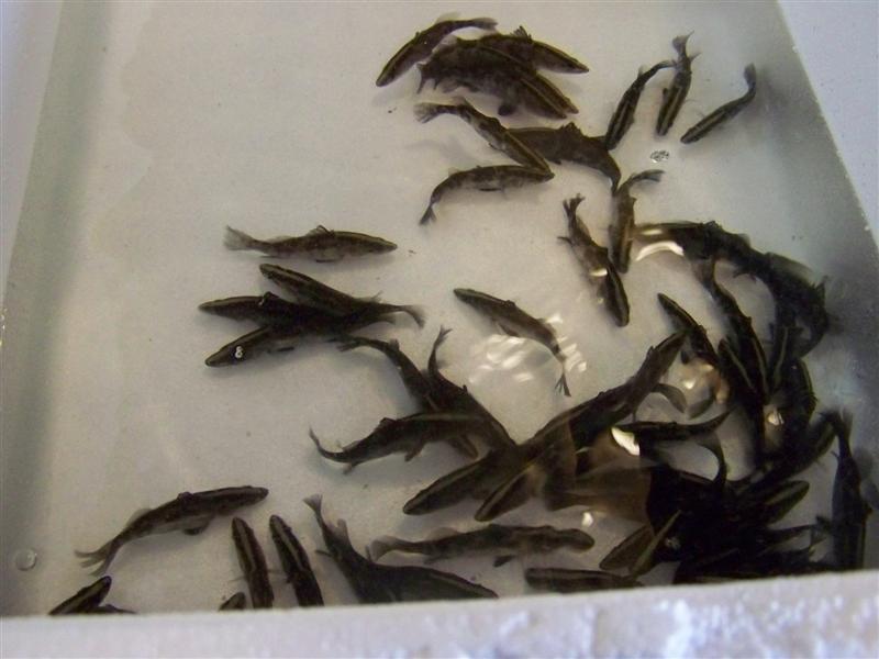 100_3727 (Medium).JPG