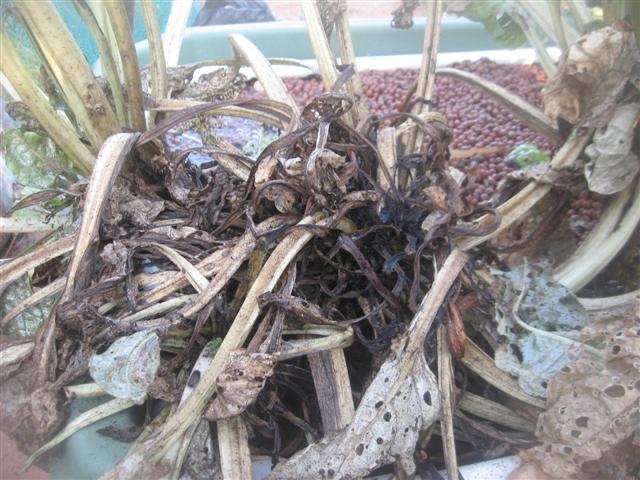 3 november 2009....garden gone to shit 011 (Small).jpg