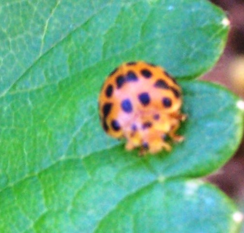 leafeating ladybird.jpg
