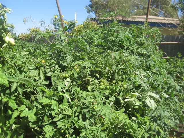 monster tomato plants (Small).jpg