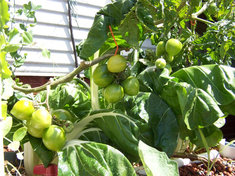 100_3677 (Medium).JPG