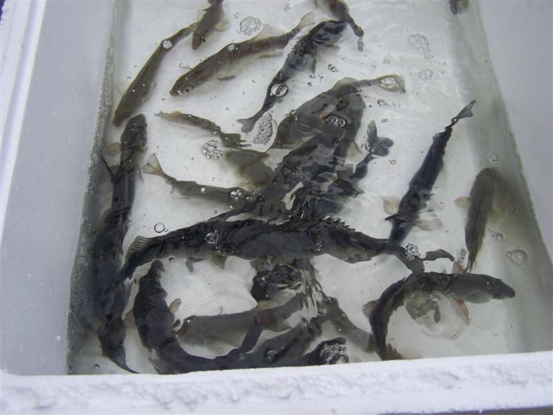 100_3733 (Medium).JPG