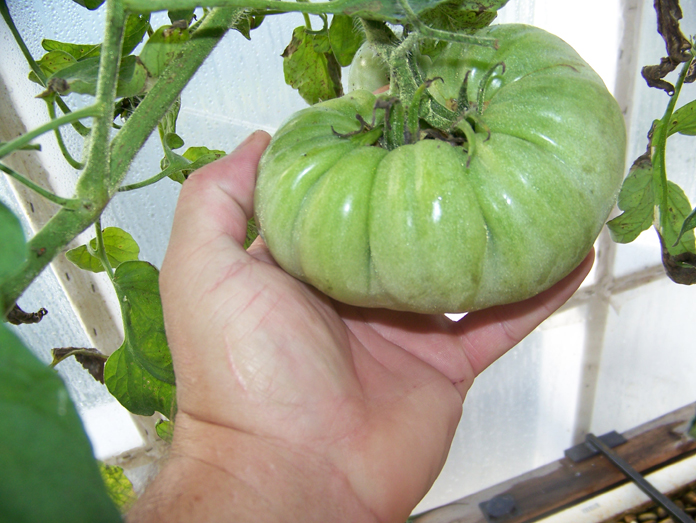 beefstake 1 green 11-4-09.jpg