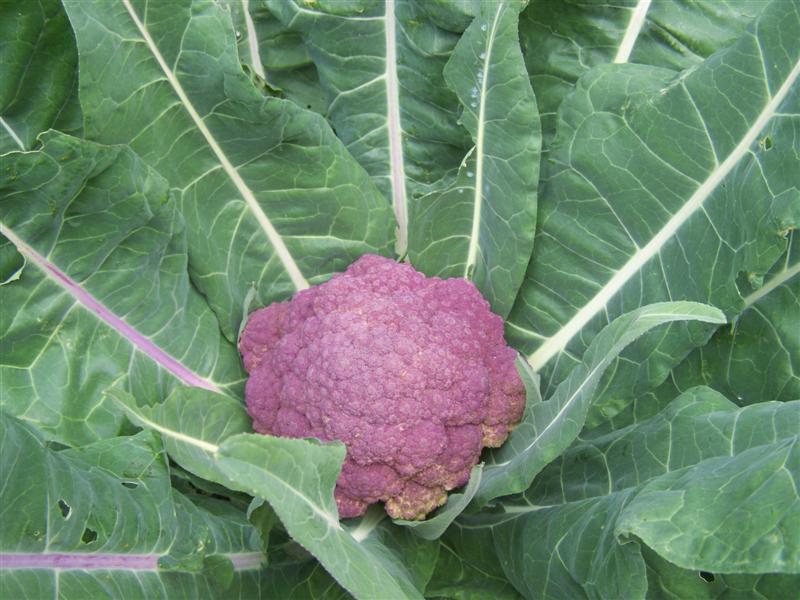 100_3142 (Medium).JPG