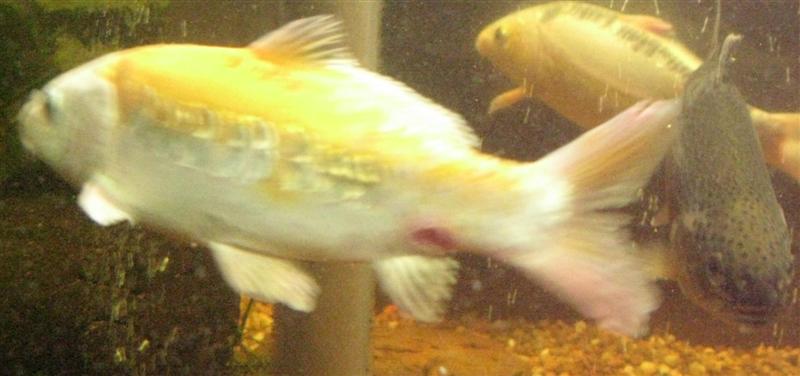 IMG_1407a (Medium).JPG