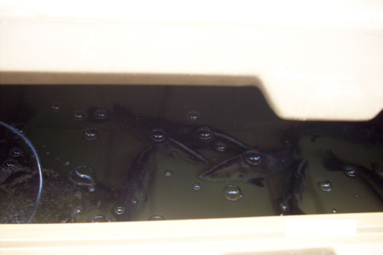 Barra sneak peak 12 nov 09.JPG