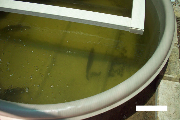 Barra day 1 12 nov 09.JPG