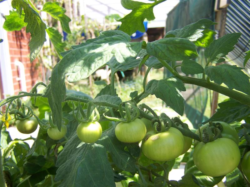 100_2654 (Medium).JPG