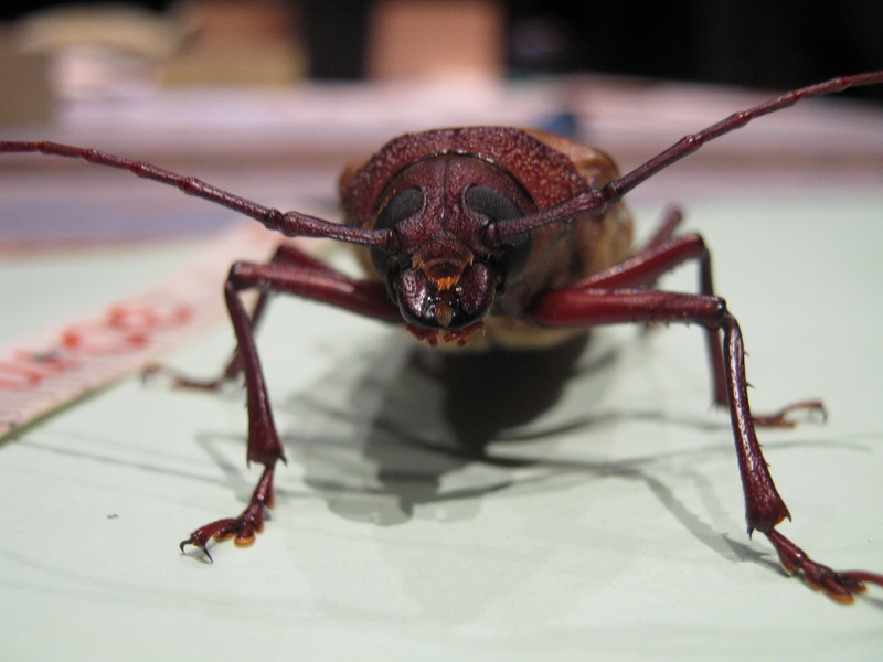 designaponics 004.jpg