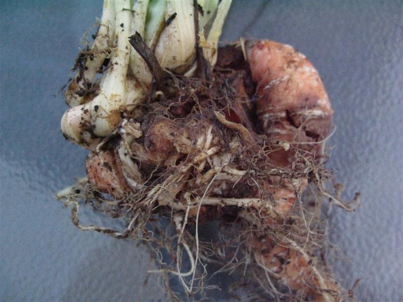 IMG_1419 (Medium).JPG