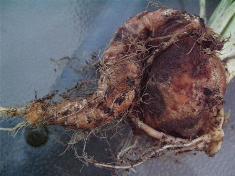 IMG_1420 (Medium).JPG